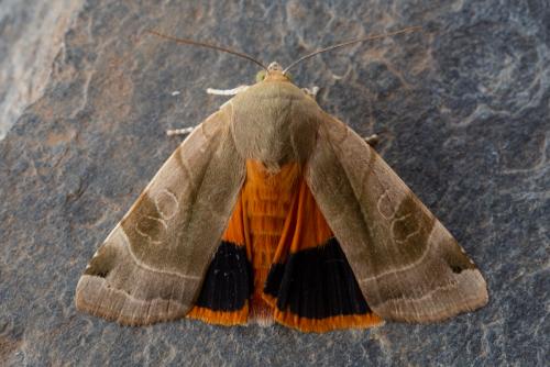 Noctua sp.